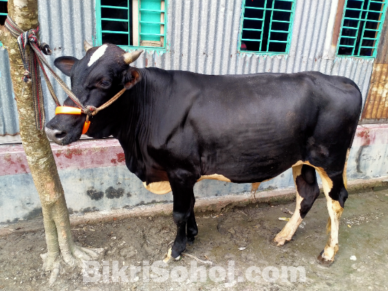 ষাঁড় গরু কোরবানি উপযোগী।